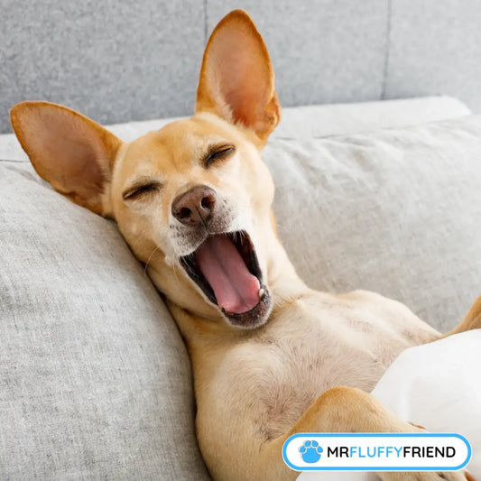 Happy dog yawning and relaxing on a cozy couch, illustrating comfort from the best dog bed for older dogs.
