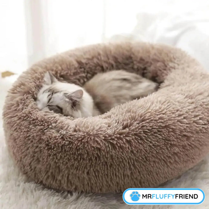 Do Cats Have Bad Dreams? Signs, Causes, and Tips