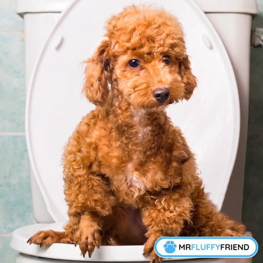 Featured image for a blog called "10 Hardest Dog Breeds to Potty Train (& How to Succeed)" featuring a small, curly-haired brown dog sits on a toilet seat