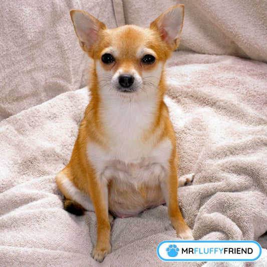 Pregnant-Dog-Care-Tips