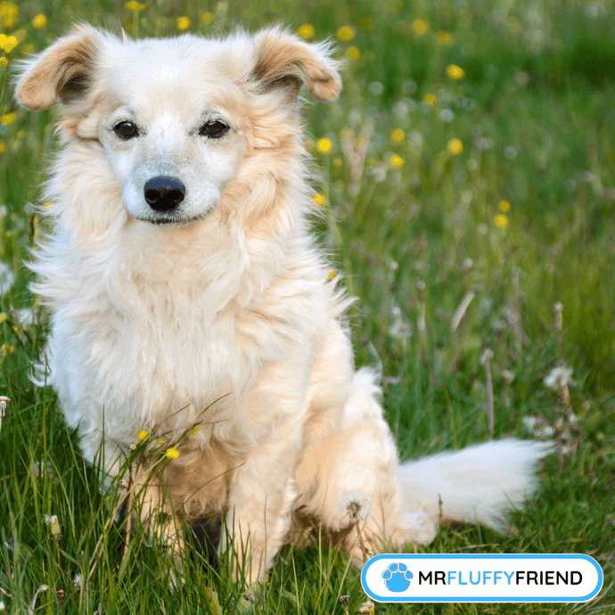 Can You Train a Senior Dog