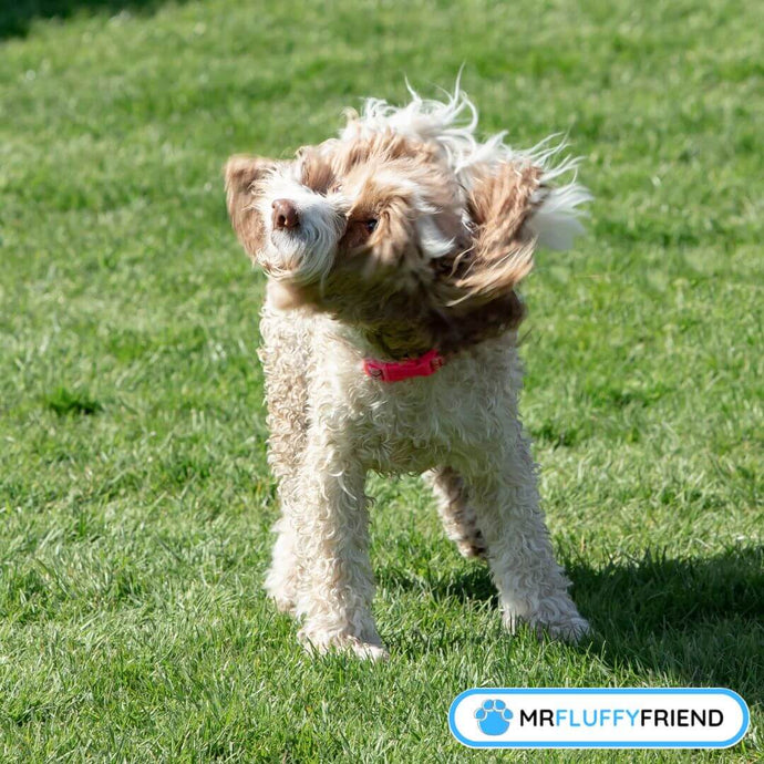 Dog’s Head Shakes and Ears Itch: Should You Worry?