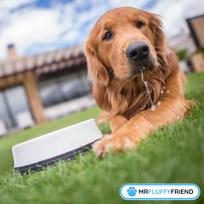 Signs of Dehydration in Dogs: What Can You Do?