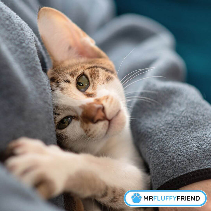 Clingy Cats: Why Is My Cat So Clingy to Me Lately?