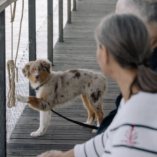 how to communicate with dogs