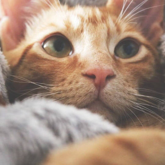 pet space