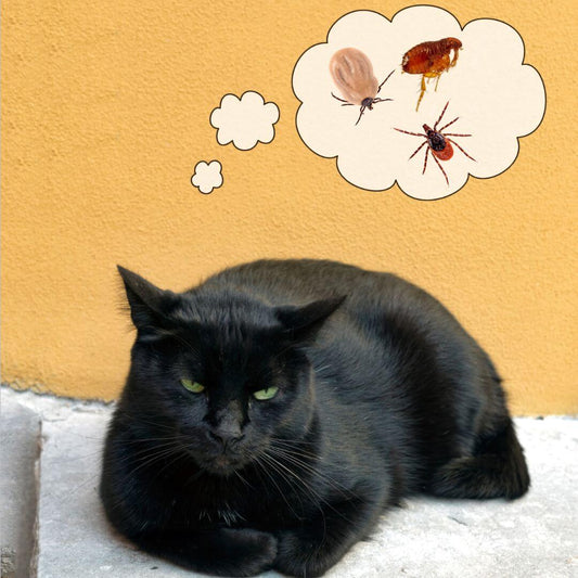 can indoor cats get fleas