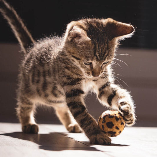 how to calm a hyper cat
