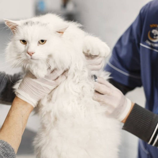 sick cat symptoms