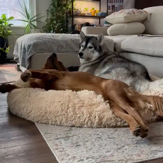 Dog resting on a beige fluffy pet bed