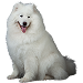  Dog Size: 2XL
