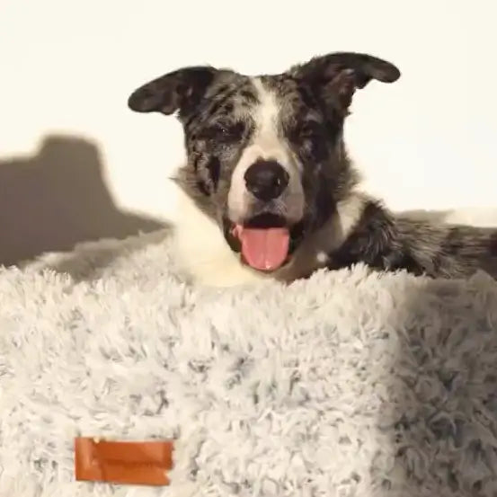 Dog relaxing on a fluffy pet bed