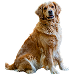  Dog Size: 3XL