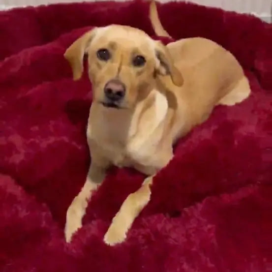Dog relaxing on a fluffy pet bed