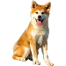  Dog Size: 4XL