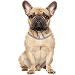  Dog Size: L