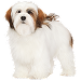  Dog Size: M