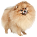  Dog Size: S