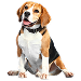  Dog Size: XL