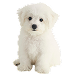  Dog Size: XS